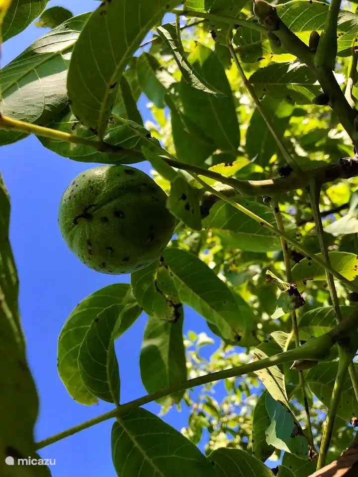 Im Garten stehen einige Walnussbäume. Diese sind normalerweise im Oktober reif. Wenn Sie hier sind, können Sie gerne nach Walnüssen suchen und sie mit nach Hause nehmen!