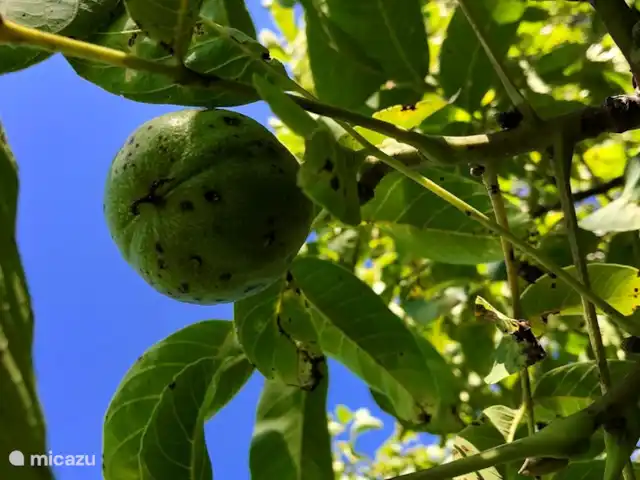 Haus Romsicht Karinthië huren in Oostenrijk, Karinthië, Kerschdorf/Nötsch - vakantiehuis Walnoten bomen staan er een paar van in de tuin. Deze zijn meestal rijp in Oktober. Ben je heir dan net mag je gerust walnoten zoeken en meenemen naar huis!