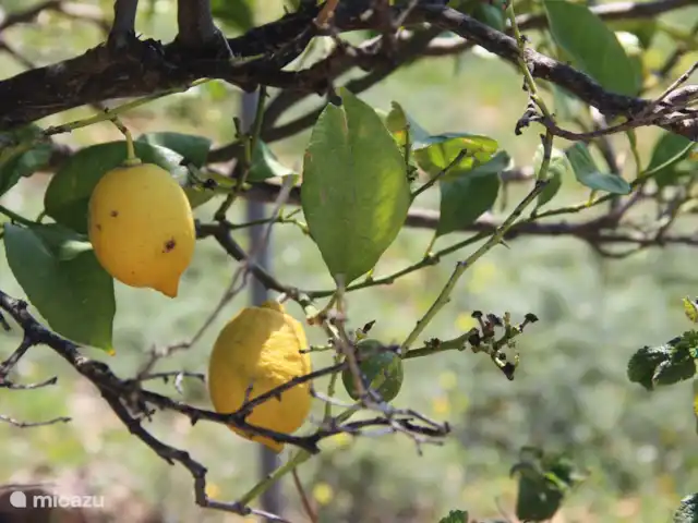 Maison de la Sérénité | Espagne, Andalousie, Los Romanes - maison de vacances Propres citrons pour la Margarita