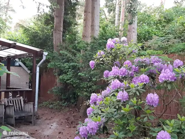 Carpe diem avec bar billard sauna | Pays-Bas, Gueldre, Lochem - bungalow porche derrière la maison