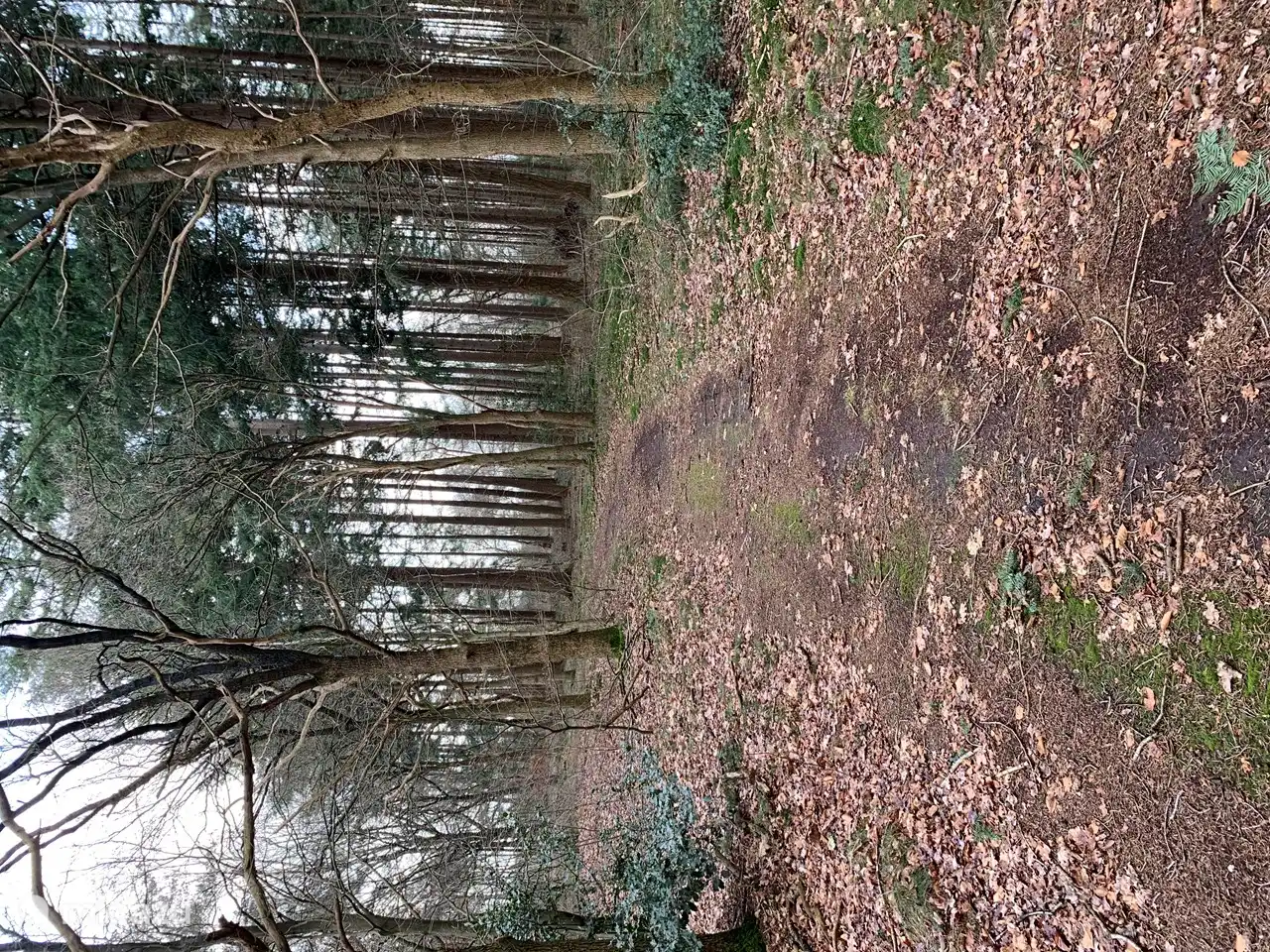 Sendero para caminar desde la casa hacia la excavación de arena.