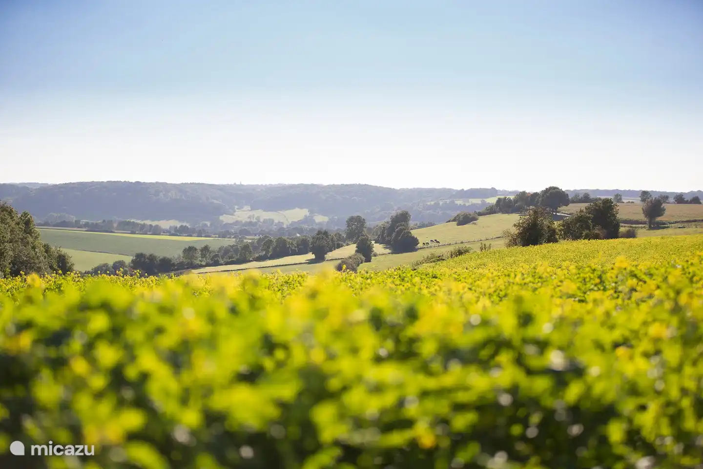 Hilly landscape in South Limburg