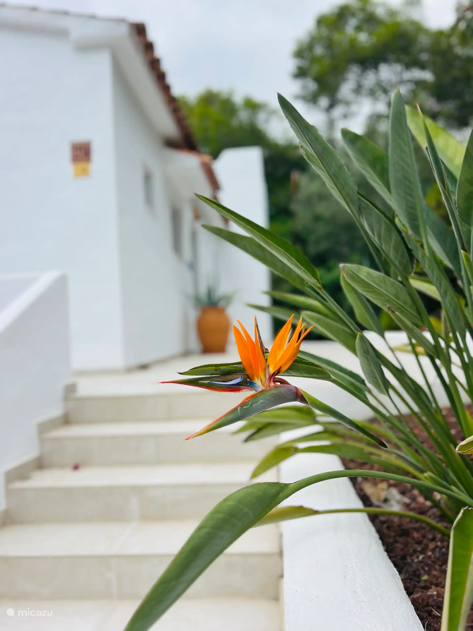 Tuin met prachtige mediterraanste planten 