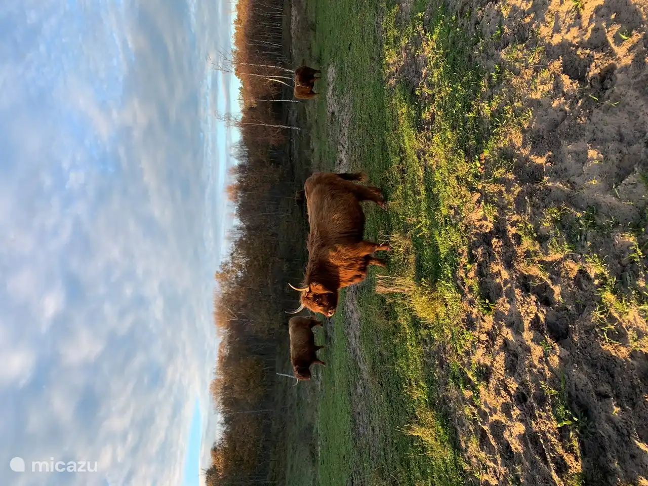 Scottish Highlanders in the dunes!