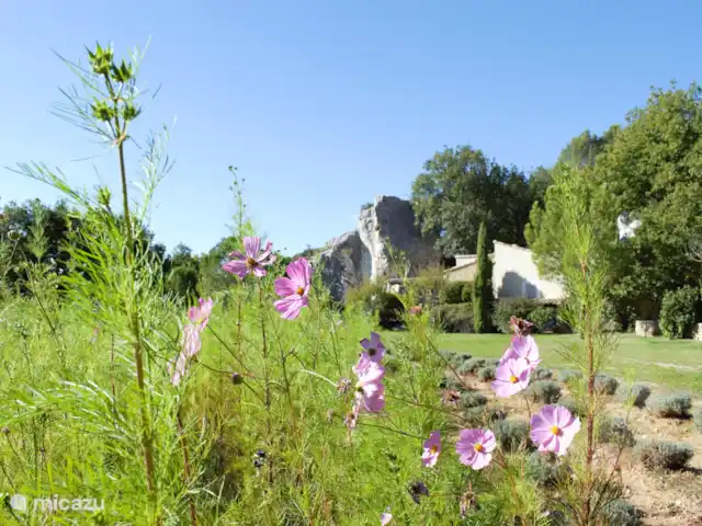Villa des Roches | France, Vaucluse, Apt - villa Le champ de fleurs attire de nombreux oiseaux !