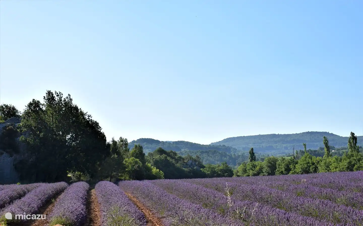 Lavendelfeld in der Nähe des Campingplatzes