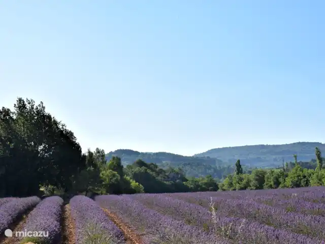 Villa des Roches | France, Vaucluse, Apt - villa Champ de lavande à côté du site