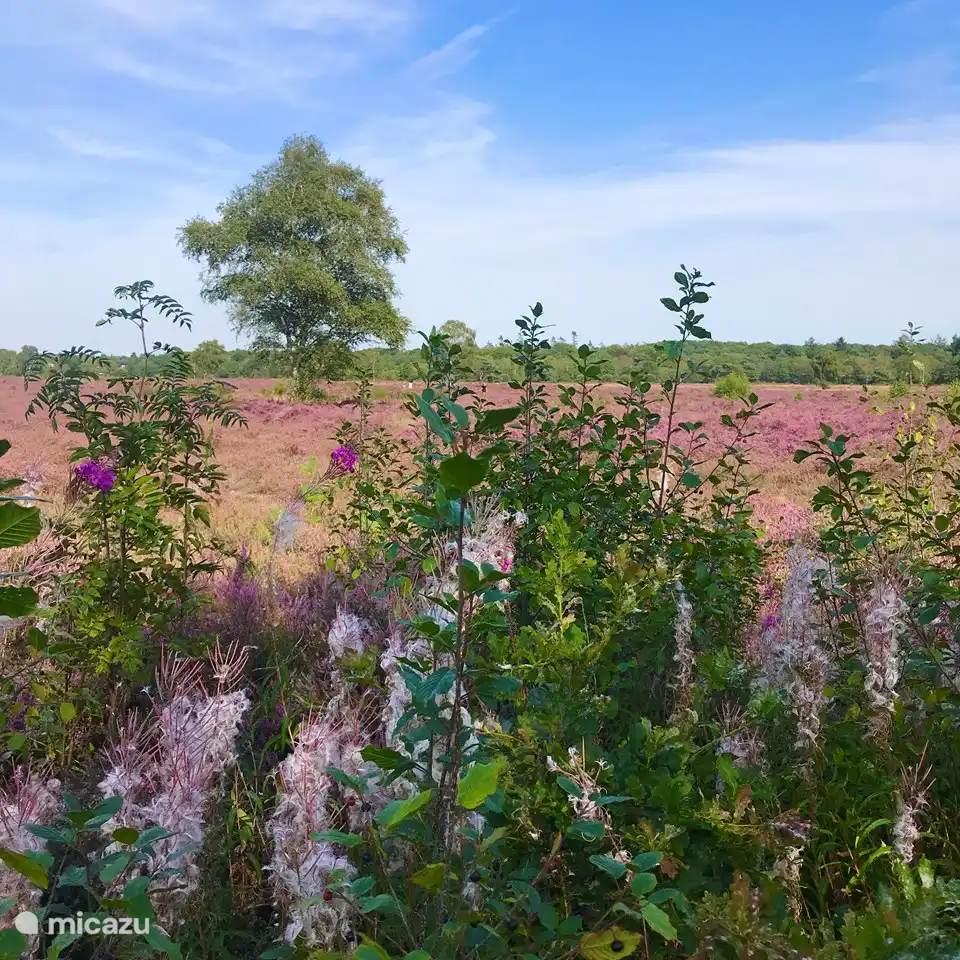 Die nähere Umgebung: Groevenbeekse Heide, Ermelo