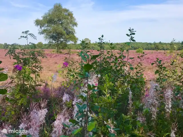 Liv Residence Casa de vacaciones y sauna en Países Bajos, Güeldres, Ermelo - casa vacacional La zona cercana: Groevenbeekse Heide, Ermelo