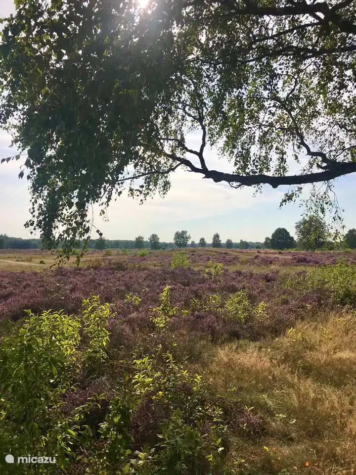 Die nähere Umgebung: Groevenbeekse Heide, Ermelo