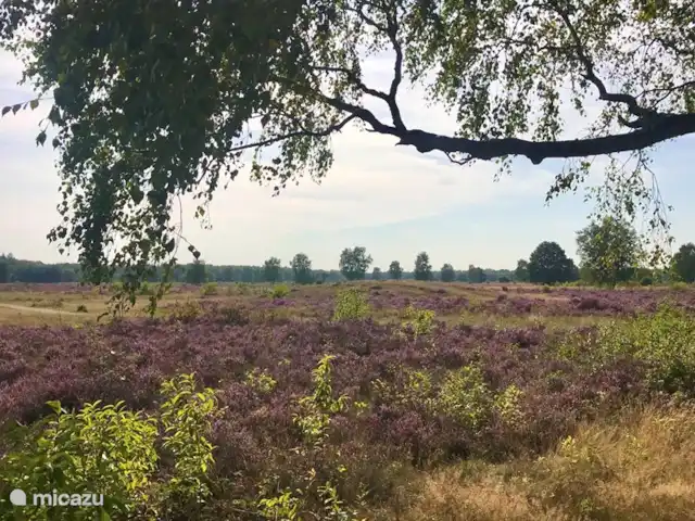 Liv Residence Casa de vacaciones y sauna en Países Bajos, Güeldres, Ermelo - casa vacacional La zona cercana: Groevenbeekse Heide, Ermelo