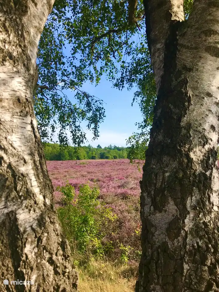 Die nähere Umgebung: Groevenbeekse Heide, Ermelo