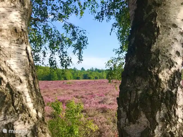 Liv Residence Casa de vacaciones y sauna en Países Bajos, Güeldres, Ermelo - casa vacacional La zona cercana: Groevenbeekse Heide, Ermelo