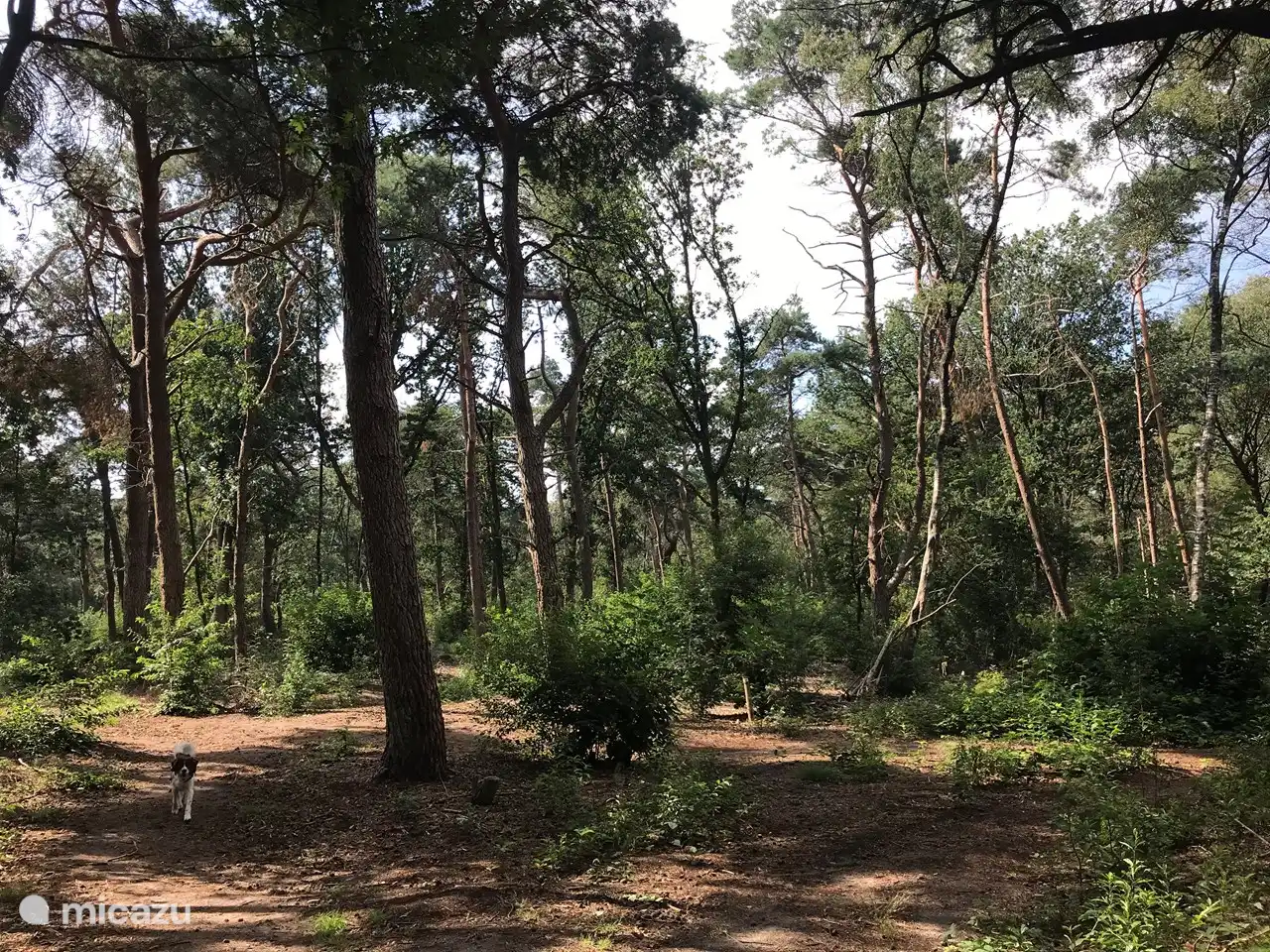 Die nähere Umgebung: Wald 'Strokelbos', Harderwijk.