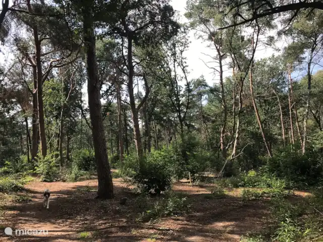 Liv Residence Casa de vacaciones y sauna en Países Bajos, Güeldres, Ermelo - casa vacacional La zona cercana: Strkelbos, Harderwijk.