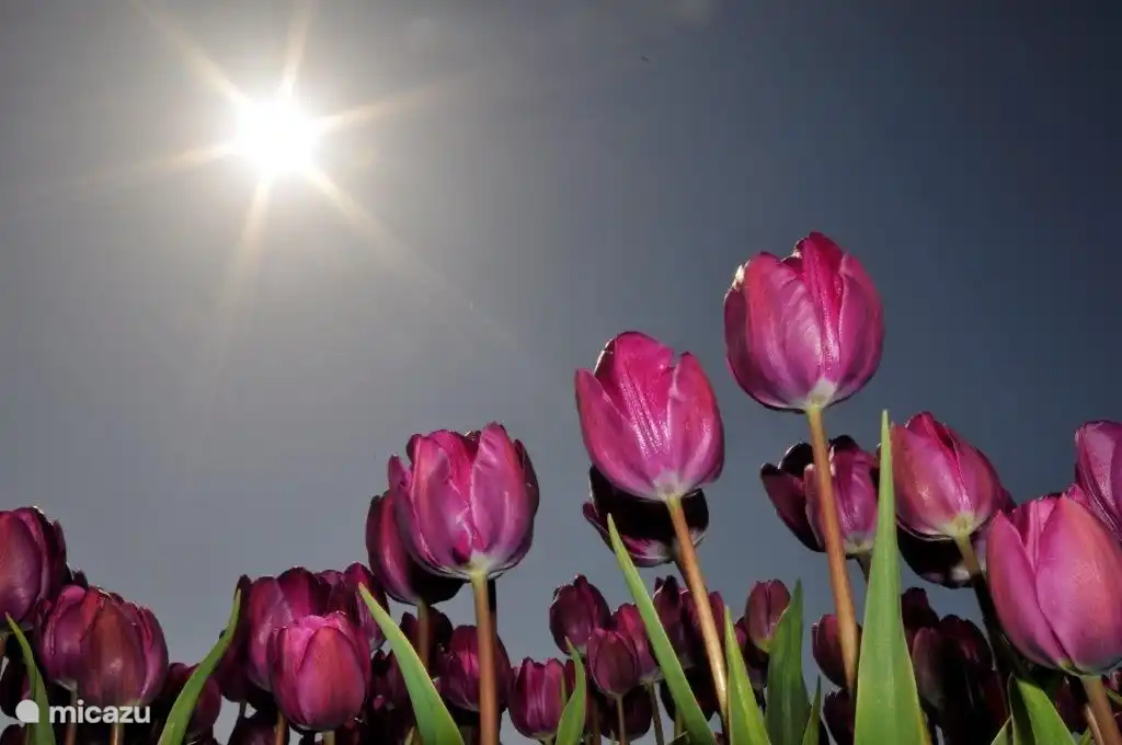 Come in the spring through the beautifully colored bulb fields of Julianadorp for a bike ride.