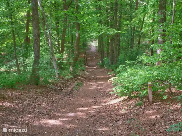 Darthuizer Lodge en Países Bajos, Utrecht, Leersum - casa vacacional Las inmediaciones del Lodge son montañosas con hermosos senderos para caminatas.