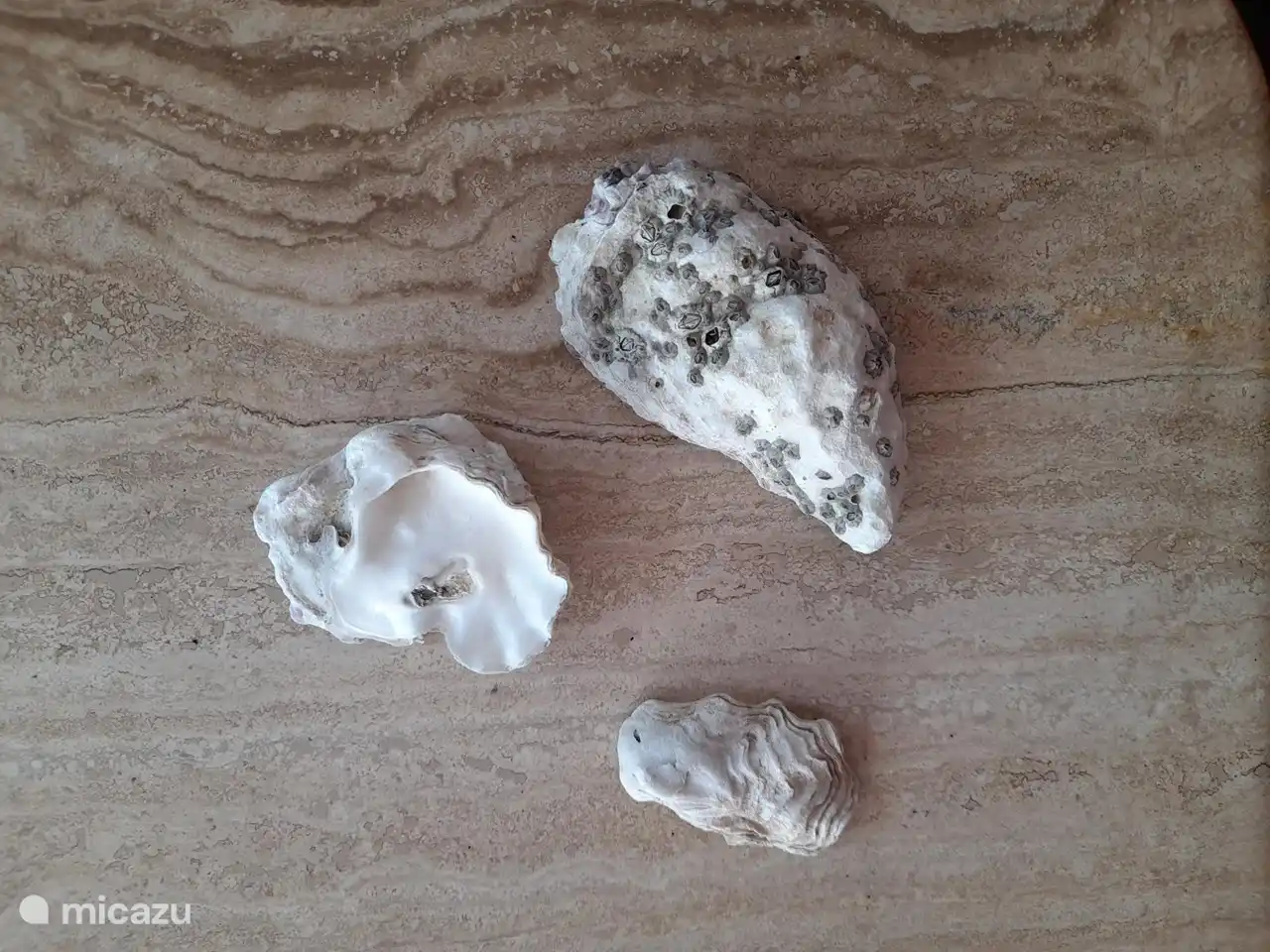 Muschelfunde am Grevelingenstrand auf 150m. Entfernung vom Haus.