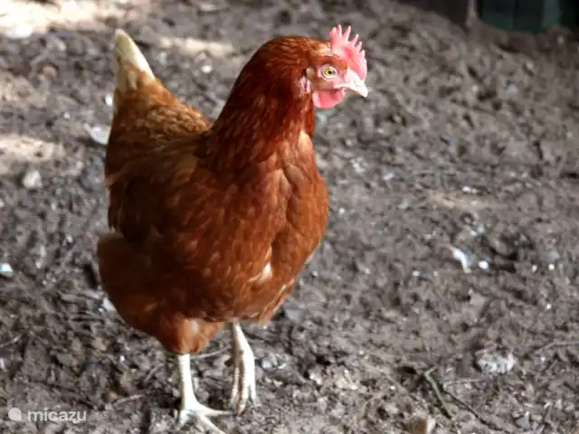 Boerderij appartement Landrijk huren in Nederland, Overijssel, Haaksbergen - boerderij Verse eitjes rapen