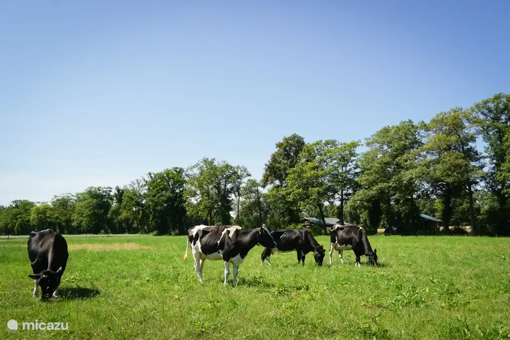 Mit Blick auf die Kühe auf der Wiese.