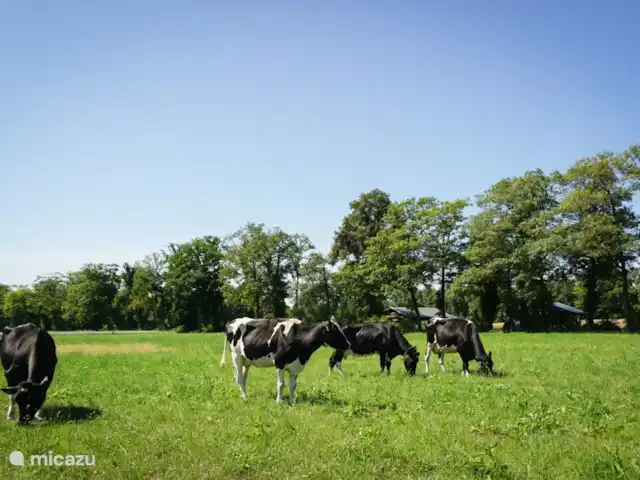 Boerderij appartement Landrijk huren in Nederland, Overijssel, Haaksbergen - boerderij Met uitzicht op de koeien in de wei.