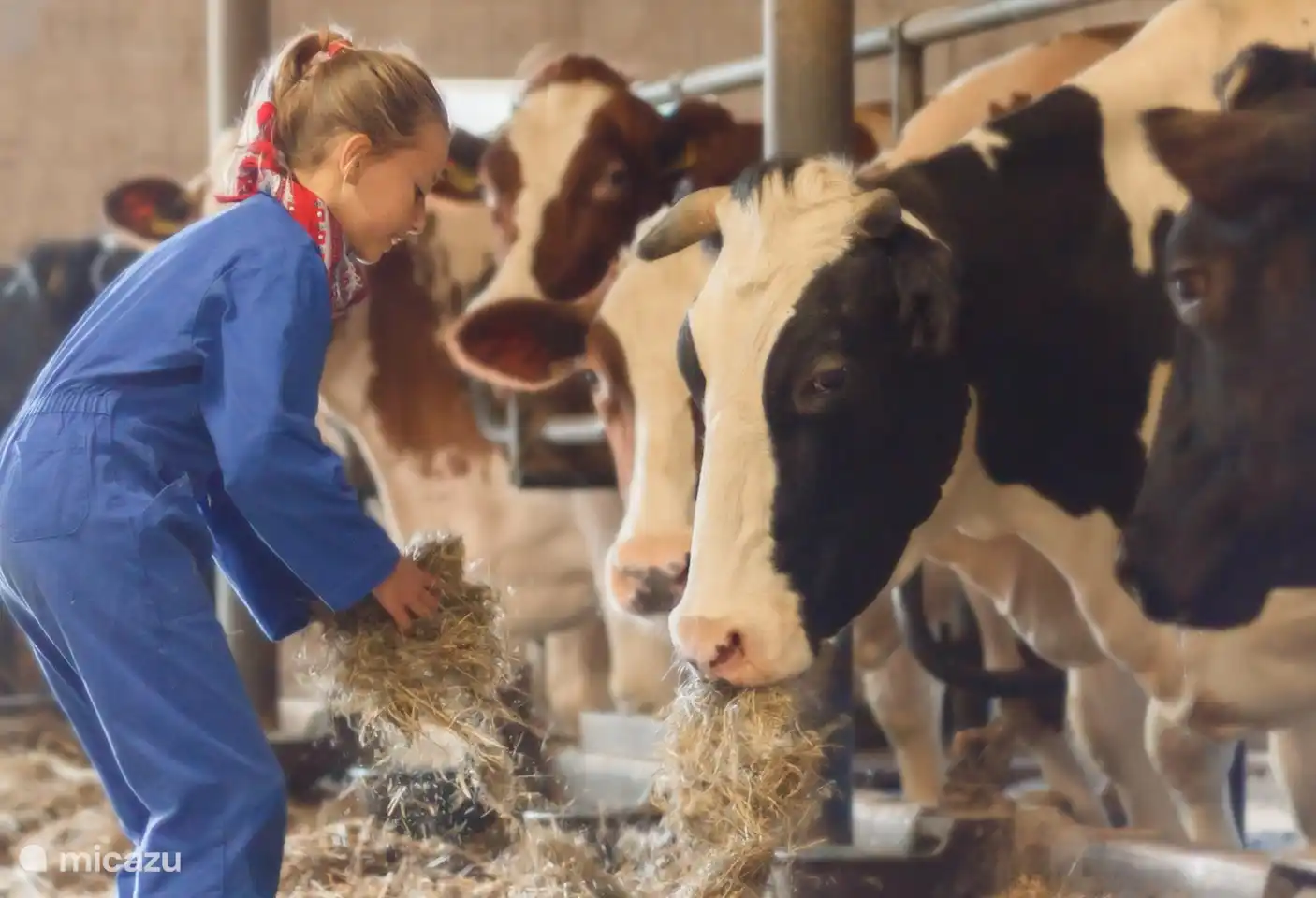 Hilfe bei den Kühen