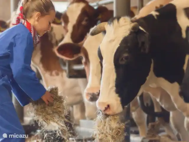 Boerderij appartement Landrijk huren in Nederland, Overijssel, Haaksbergen - boerderij Helpen bij de koeien