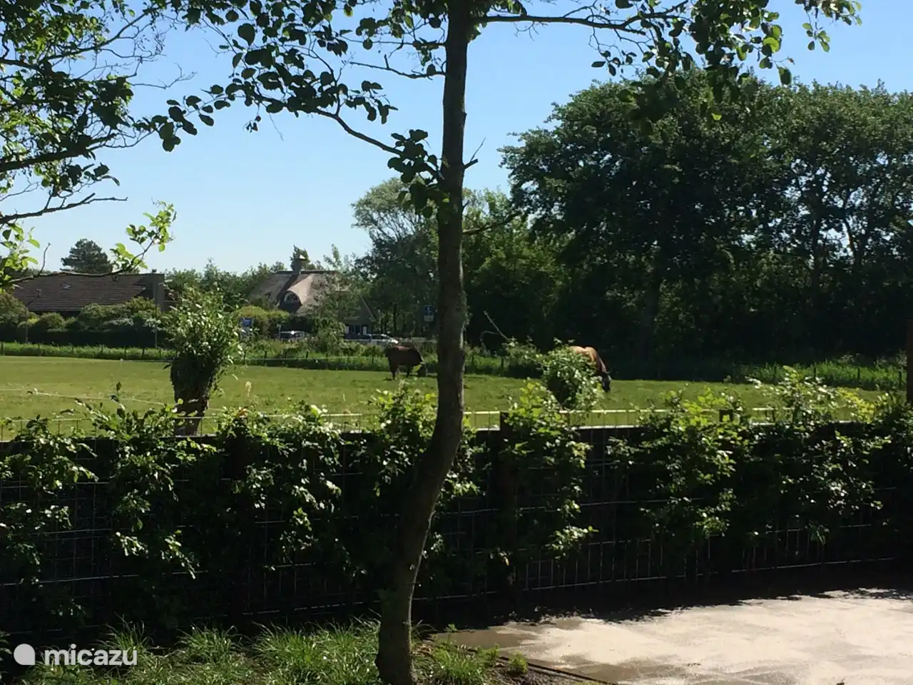 Von der Terrasse auf der Rückseite einen schönen Blick auf die Pferde