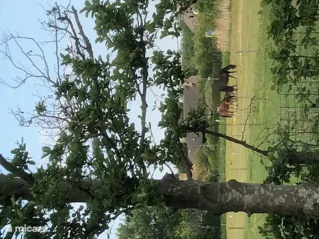 Blick auf die Pferdeweide hinter dem Haus