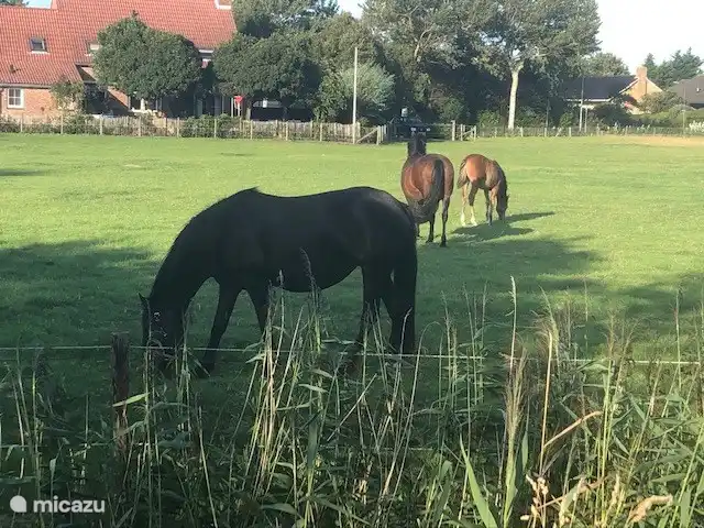 Blick auf die Pferdewiese von der hinteren Terrasse