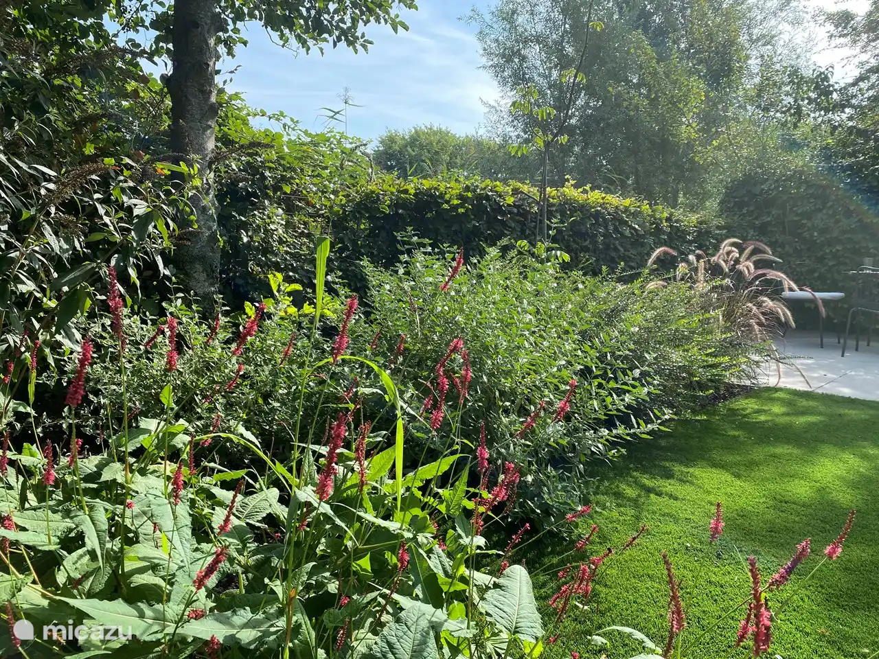 Garten schön in voller Blüte!