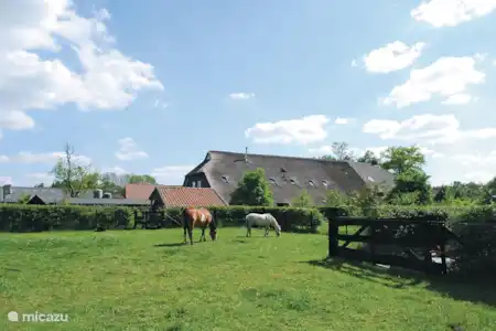 Vakantiehuis Nederland, Drenthe, Ruinerwold studio WW15 - De Koestal