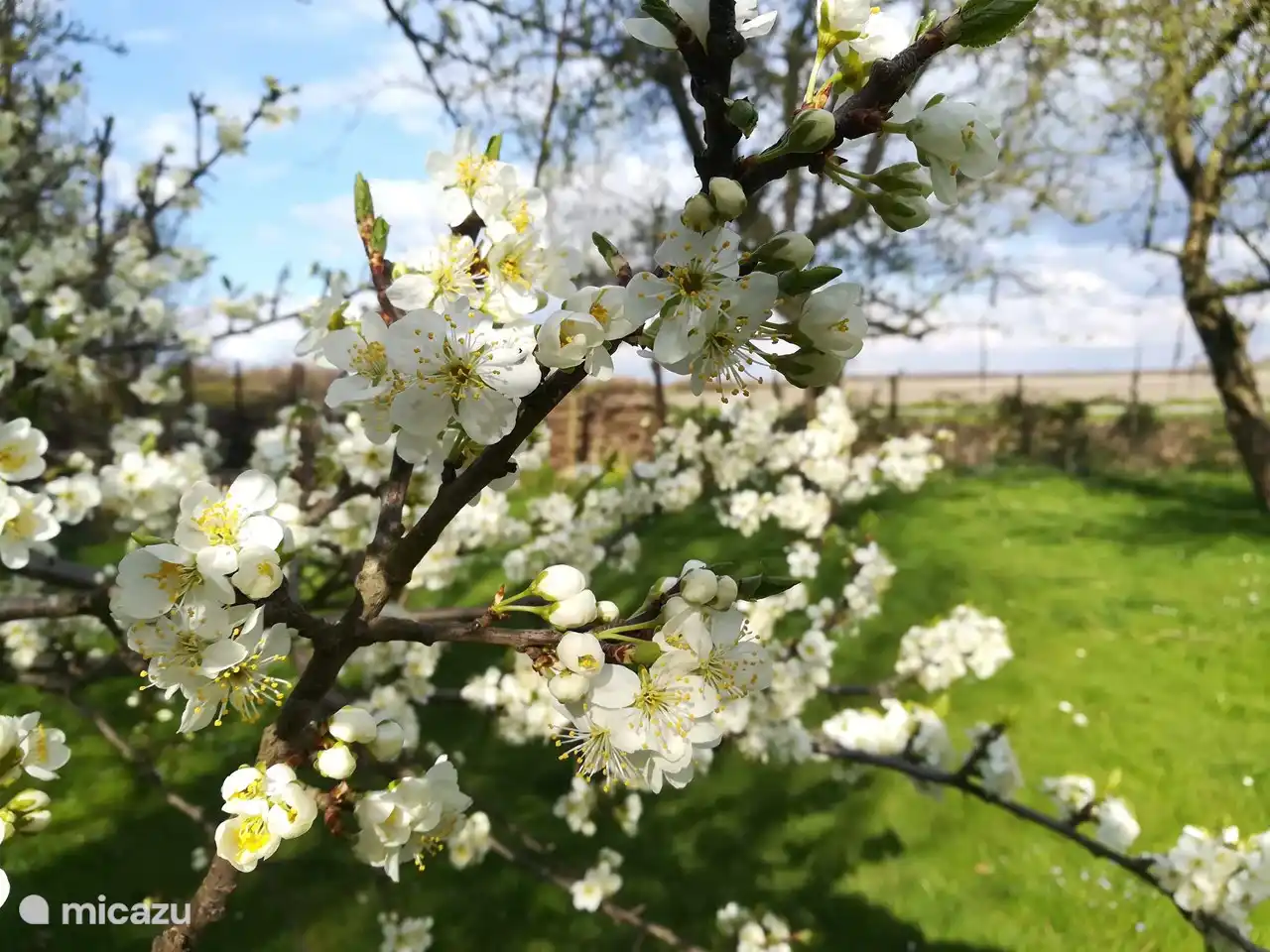 Der Obstgarten im Frühling (Pflaumenblüte)