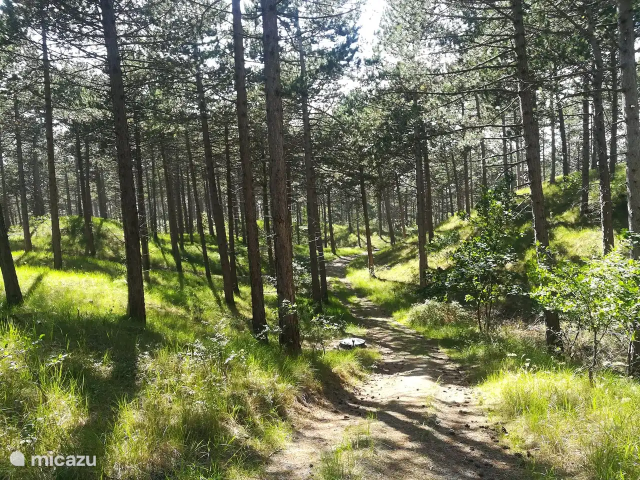 Der Wald bei Westerschouwen