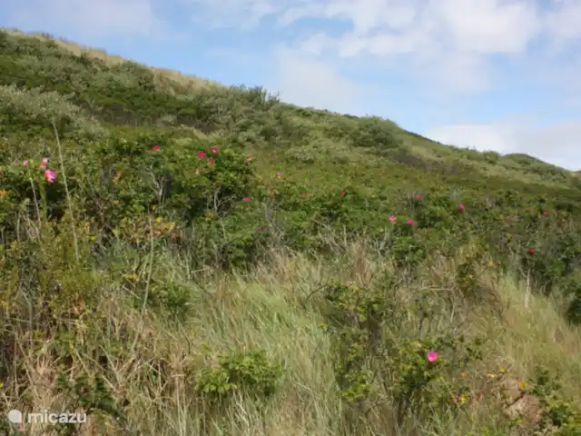 Appartement Plage Retour à la Côte | Pays-Bas, Hollande du Nord, Callantsoog - appartement Vue sur la dune avec fleurs et oiseaux. Le soleil vient sur le balcon en milieu d'après-midi jusqu'au coucher du soleil.