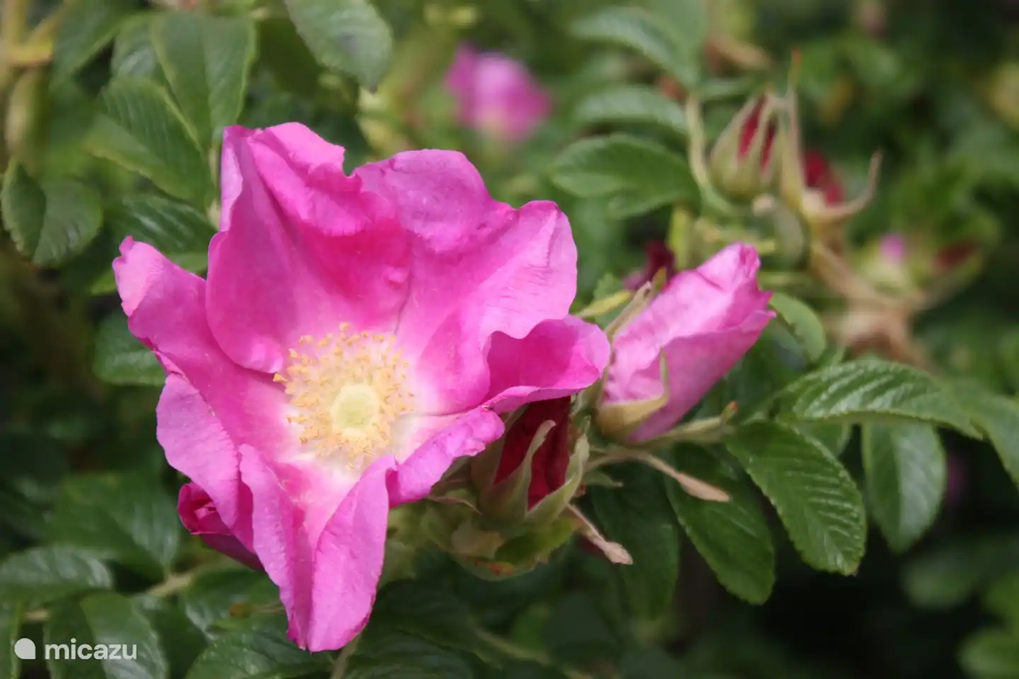Dune rose