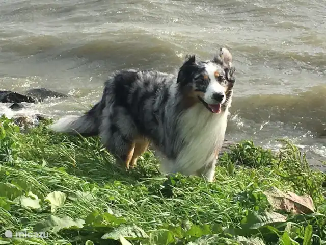 Appartement Plage Retour à la Côte | Pays-Bas, Hollande du Nord, Callantsoog - appartement Votre chien est le bienvenu !