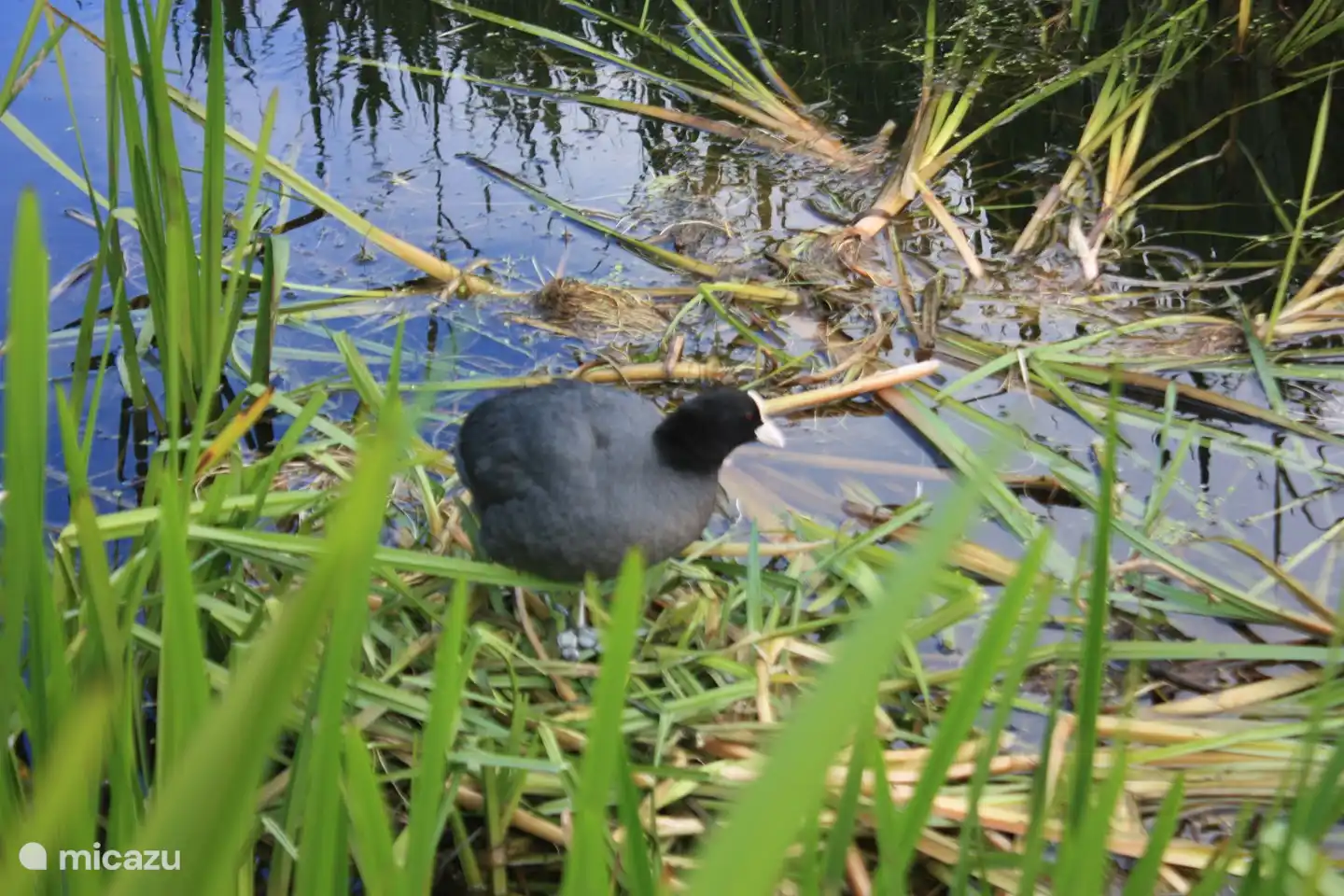 Brooding coot in the ditch