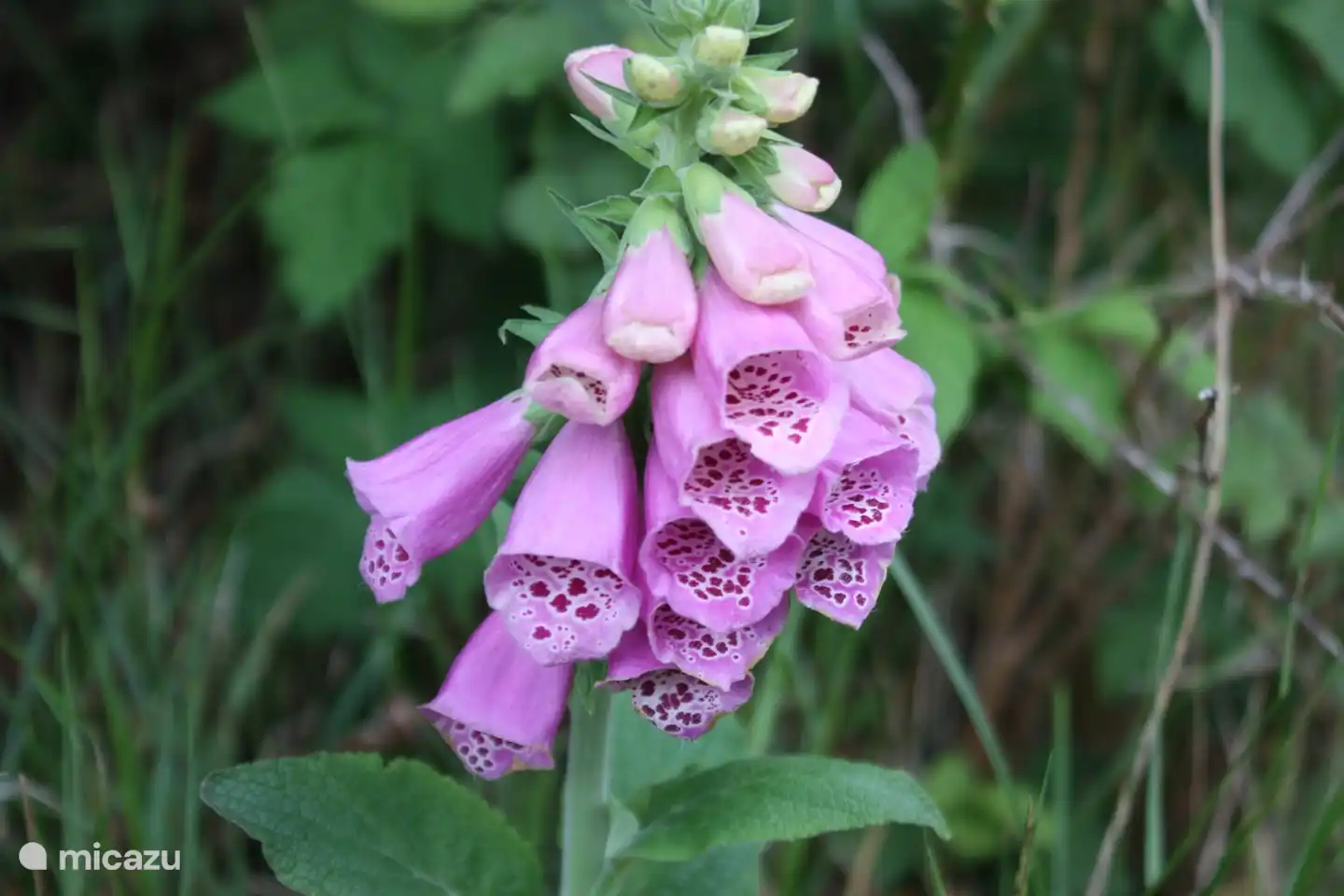 Foxglove