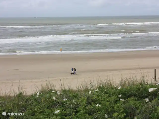 Appartement Plage Retour à la Côte | Pays-Bas, Hollande du Nord, Callantsoog - appartement Marcher sur la plage. En saison le chien doit être tenu en laisse, sauf si vous partez de bonne heure ou très tard.