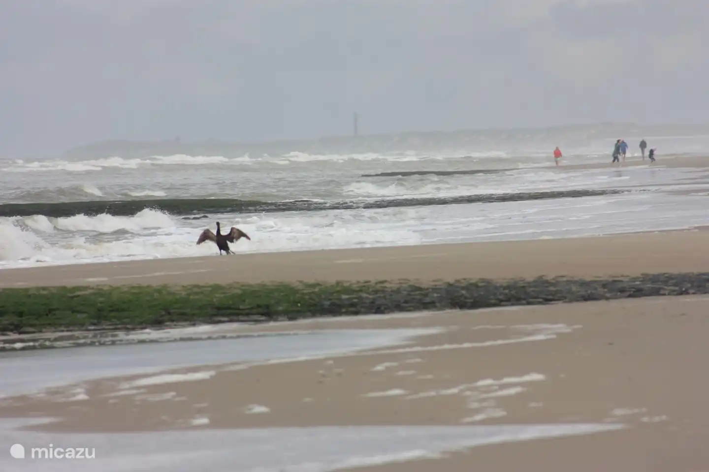 Cormorant on the beach.