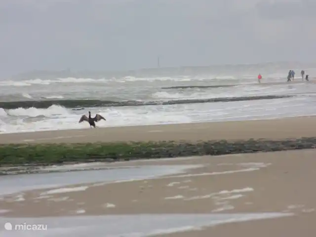 Appartement Plage Retour à la Côte | Pays-Bas, Hollande du Nord, Callantsoog - appartement Cormoran sur la plage.