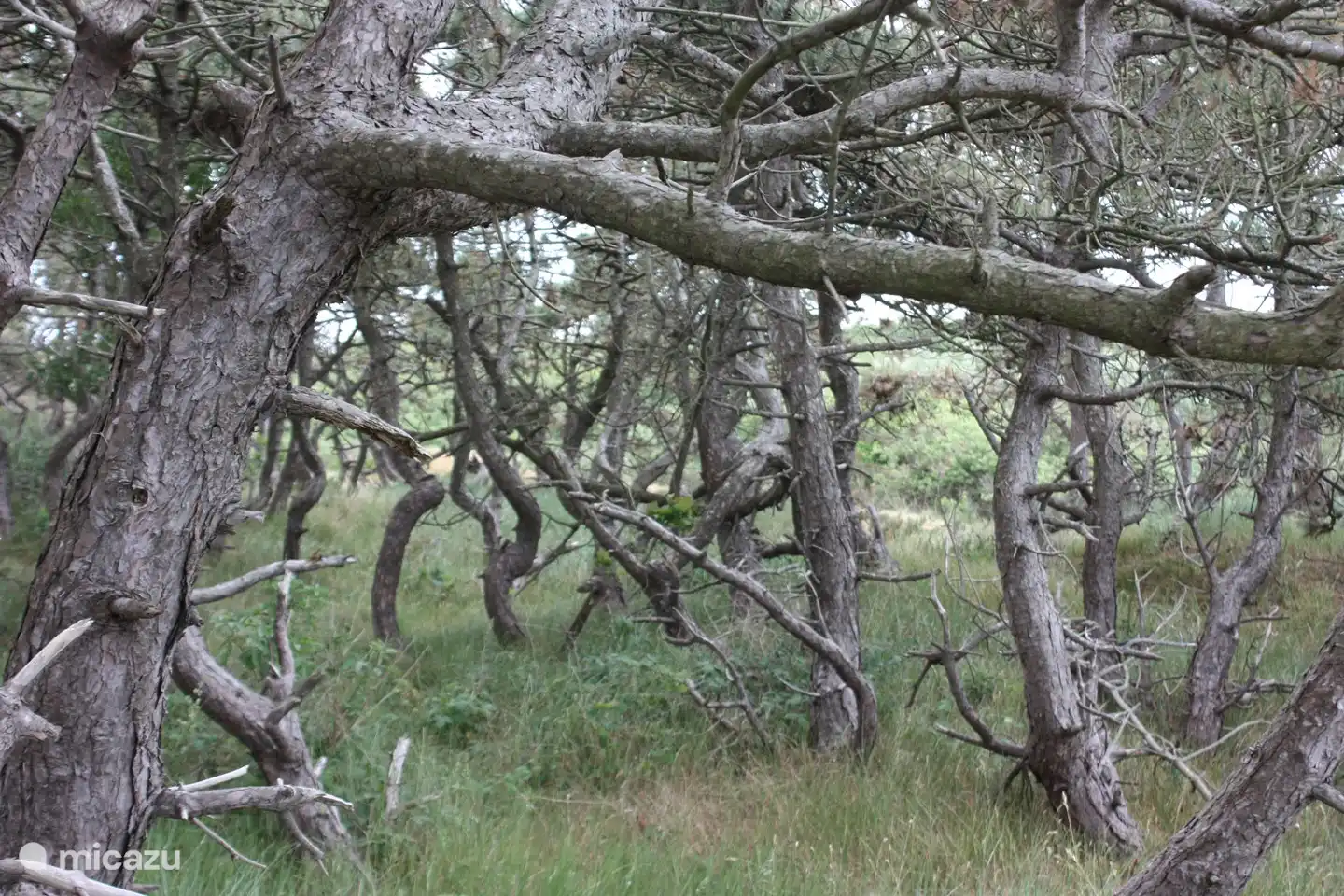 Walking through the dunes and forest.