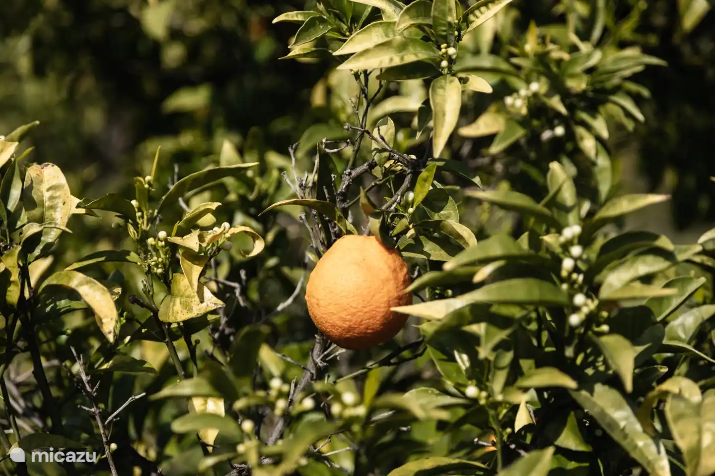 Ein Orangengarten auf zwei Seiten des Hauses