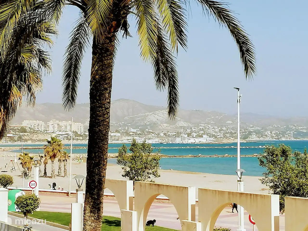 Die Palmen wachsen zum Strand!