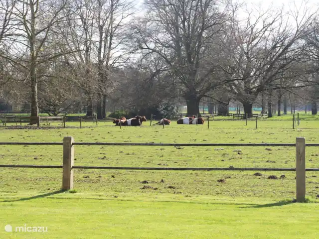 El establo de burros en Países Bajos, Güeldres, Lochem - casa vacacional Las bodegas de paños en la parte trasera del castillo