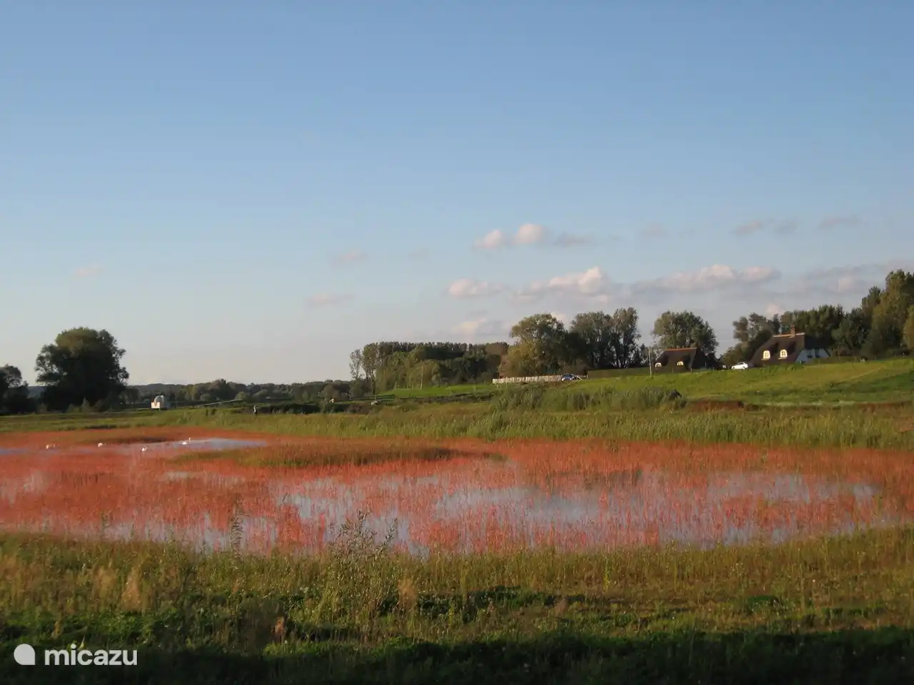 Viele Vögel in der Au