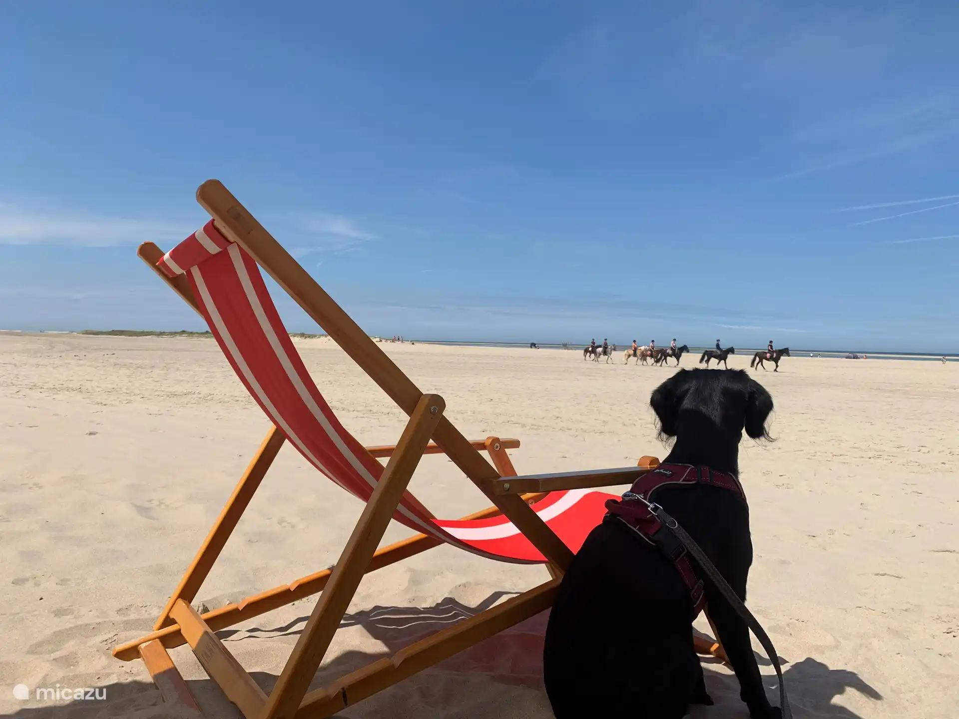 Hunde lieben es am breiten Strand von Renesse. Ein Reitstall befindet sich ebenfalls in der Nähe.