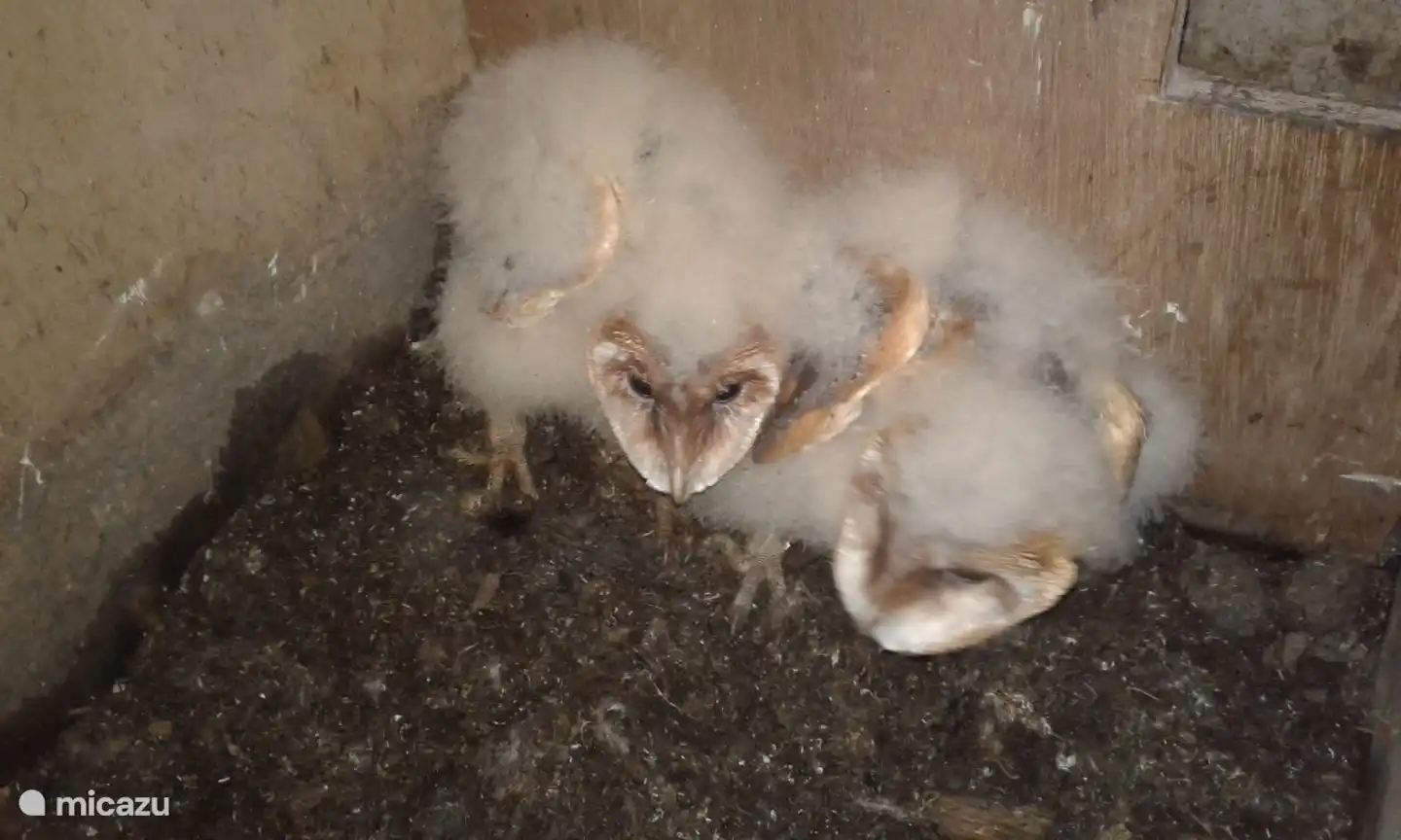 De kerkuil jonkies. Wil je in enkele weken zo groot worden dan moet je goed eten...