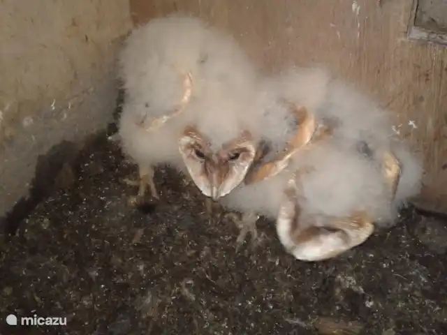 vakantiehuis huren in Nederland, Limburg, Klimmen – Hof Caerdebeeck - De Bron De kerkuil jonkies. Wil je in enkele weken zo groot worden dan moet je goed eten...